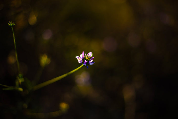 essai photo macro fleur des champs