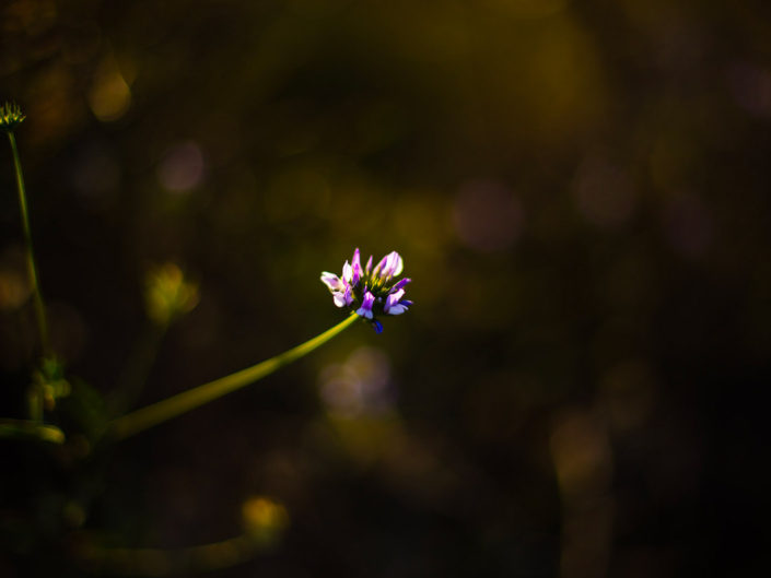 essai photo macro fleur des champs